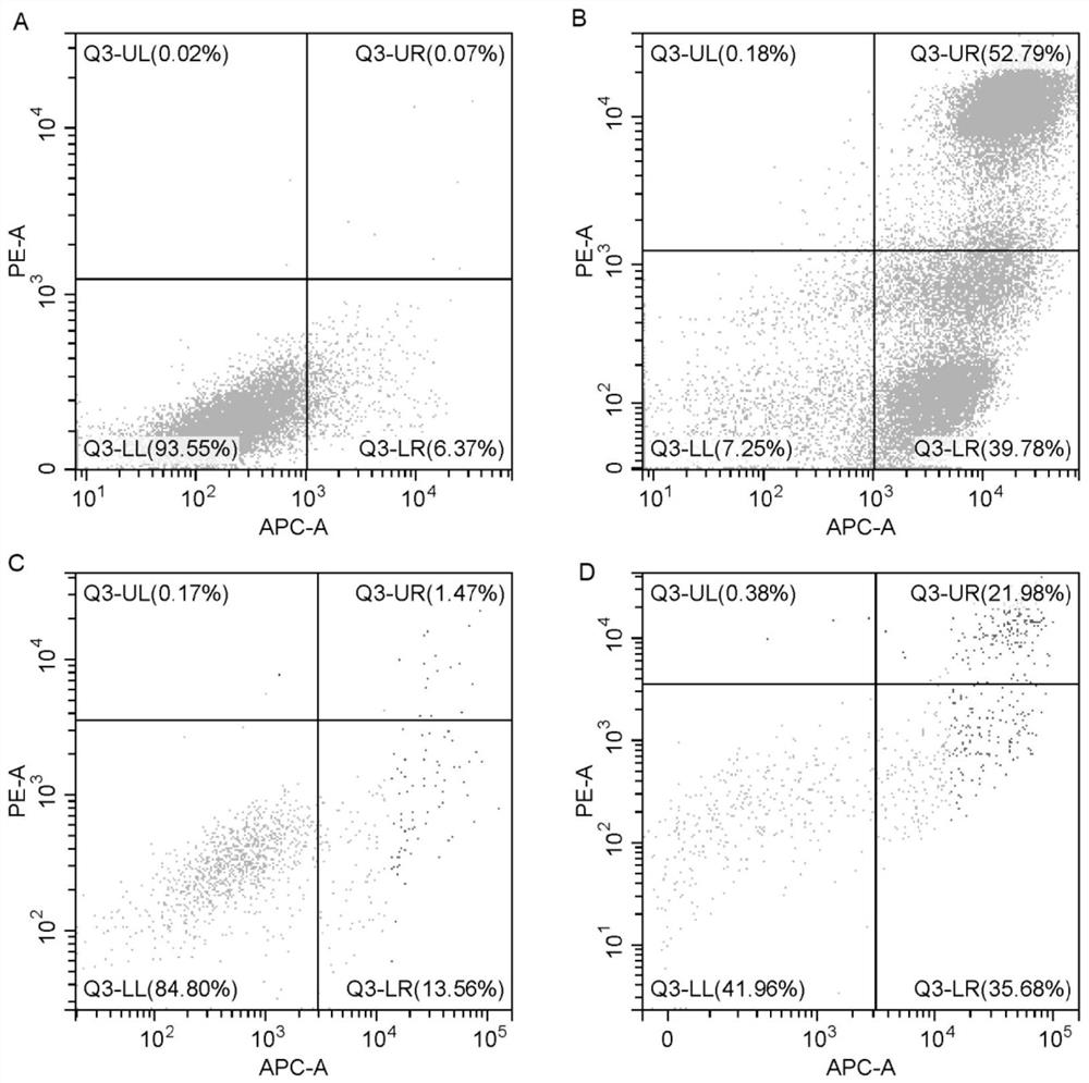 NK cell culture system and application thereof