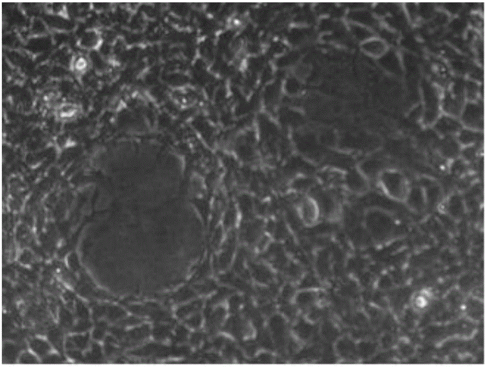 Proliferation method of siniperca chuatsi infectious spleen and kidney necrosis virus (ISKNV) based on epithelioma papulosum cyprinid (EPC)