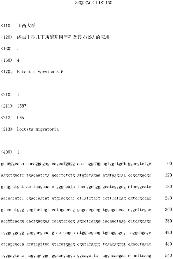 Sequence of locust I type chitinase gene, and application of dsRNA of locust I chitinase gene