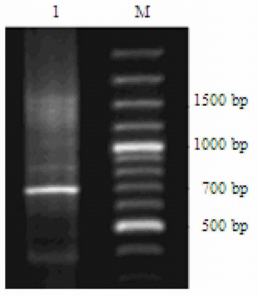 ABC transporter PgPDR2 gene and encoding protein and application of ABC transporter gene PgPDR2