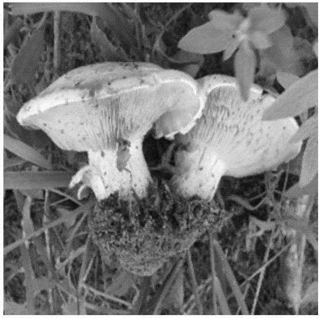 Tricholoma mongoiicum new strain prairie button mushroom 1 and breeding method thereof