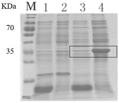 Method for obtaining RANKL recombinant protein with biological activity and application of RANKL recombinant protein with biological activity