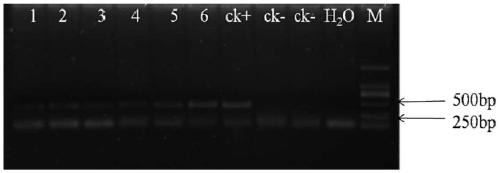 Novel application of liriodendron hybrid LhWOX1 gene