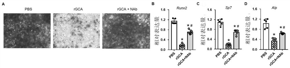 GCA-NAb monoclonal antibody, hybridoma cell strain and application