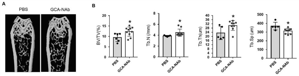 GCA-NAb monoclonal antibody, hybridoma cell strain and application