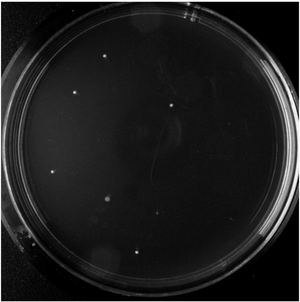 A strain of Lactobacillus plantarum ab-1 with broad-spectrum antibacterial properties and its application