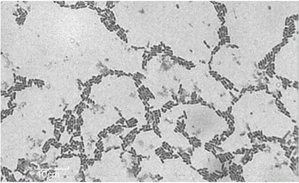 A strain of Lactobacillus plantarum ab-1 with broad-spectrum antibacterial properties and its application