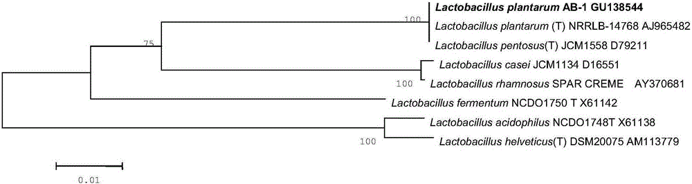 A strain of Lactobacillus plantarum ab-1 with broad-spectrum antibacterial properties and its application