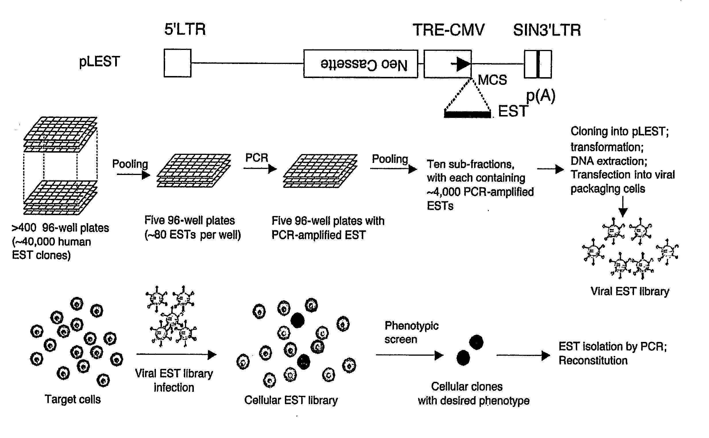 Methods and Compositions for Homozygous Gene Inactivation Using Collections of Pre-Defined Nucleotide Sequences Complementary Chromosomal Transcripts