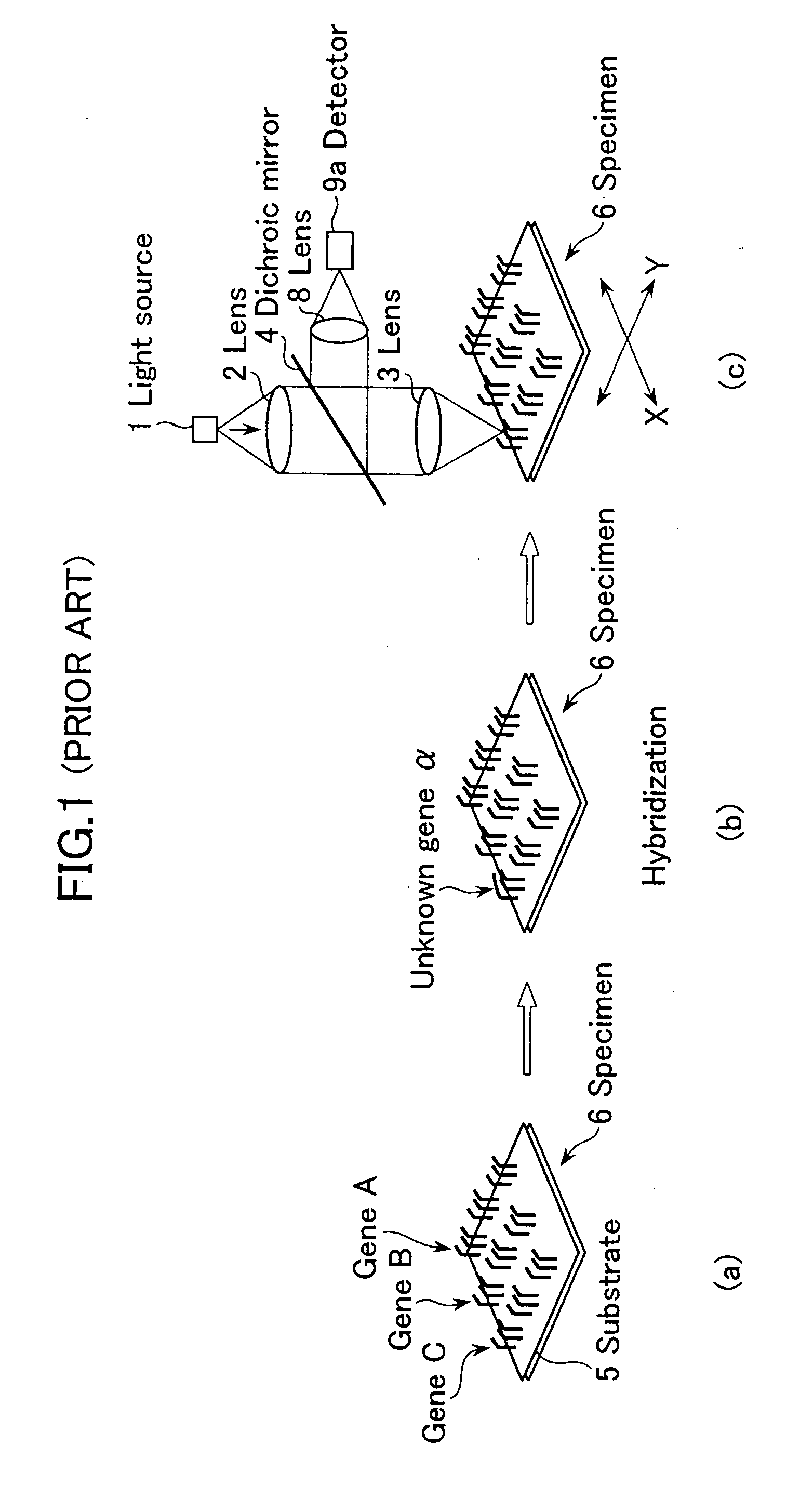 Biochip reader and fluorometric imaging apparatus