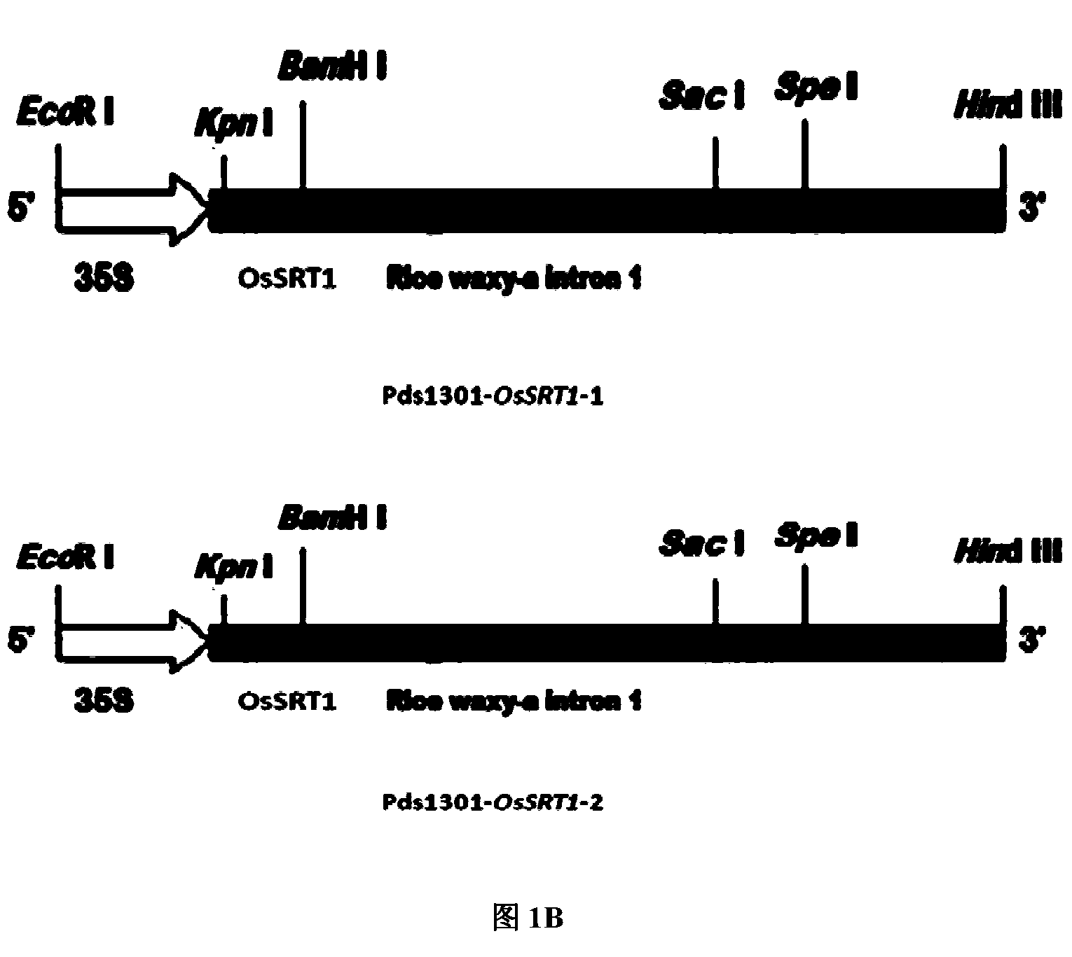 Application of histone deacetylase gene to regulation and control on development of rice seed starch