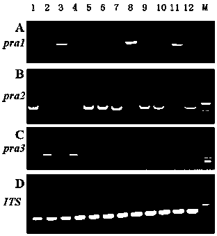 A method of artificial inoculation of smut fungus that successfully makes Zizania zizania plants pregnant