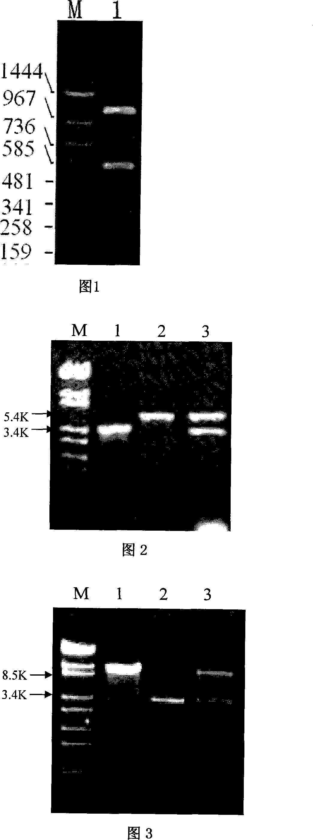 Coleoptera pest efficient Bacillus thuringiensis cry8G gene, protein and uses thereof