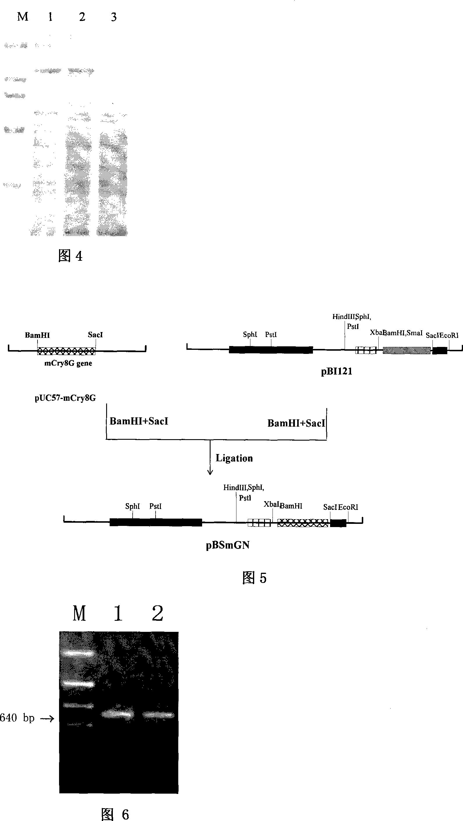 Coleoptera pest efficient Bacillus thuringiensis cry8G gene, protein and uses thereof