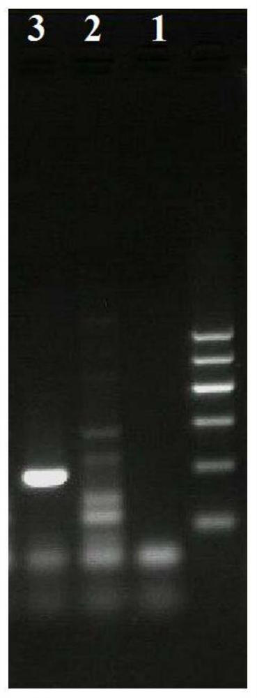 A lbkn1 gene derived from "Lubao-1" and its application