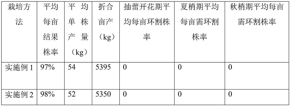 Citrus plant cell sap concentration regulation and control girdling-free cultivation method