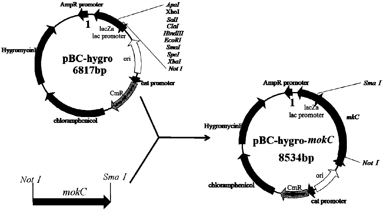 Construction method of monascus genetically engineered microorganism having high-yield product Monacolin K and application of monascus genetically engineered microorganism