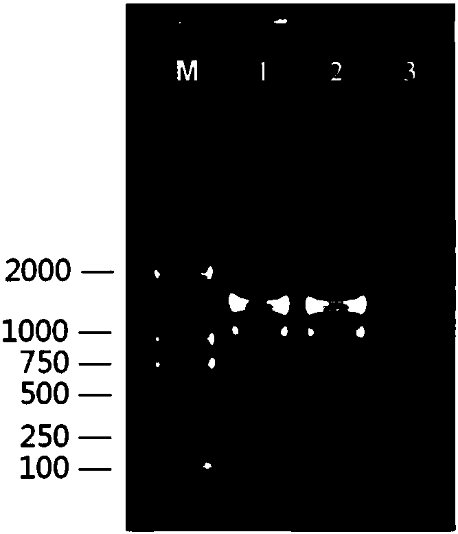 Construction method of monascus genetically engineered microorganism having high-yield product Monacolin K and application of monascus genetically engineered microorganism