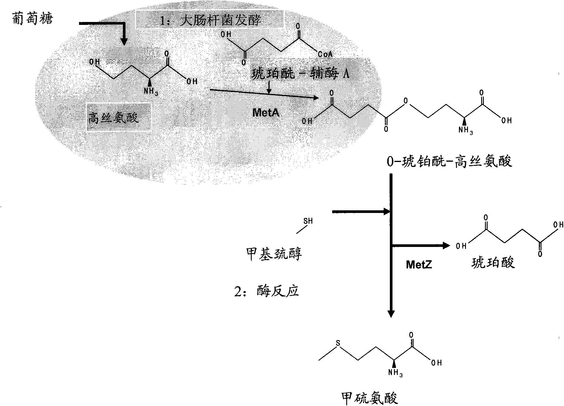 Microorganism producing l-methionine precursor and the method of producing l-methionine precursor using the microorganism