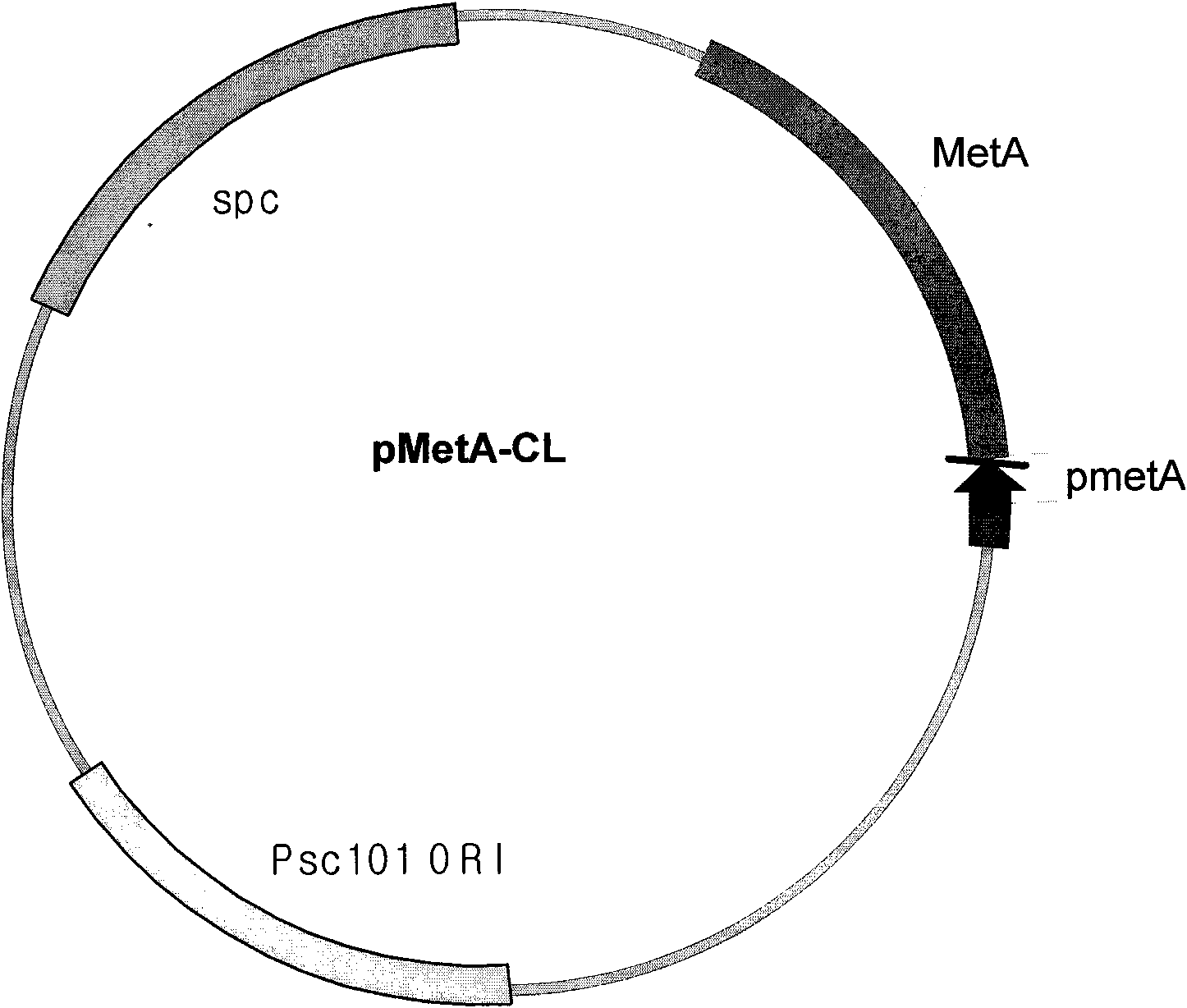 Microorganism producing l-methionine precursor and the method of producing l-methionine precursor using the microorganism