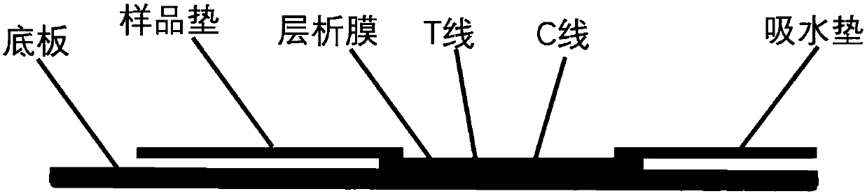 CK-MB fusion protein, preparation method thereof, and detection kit