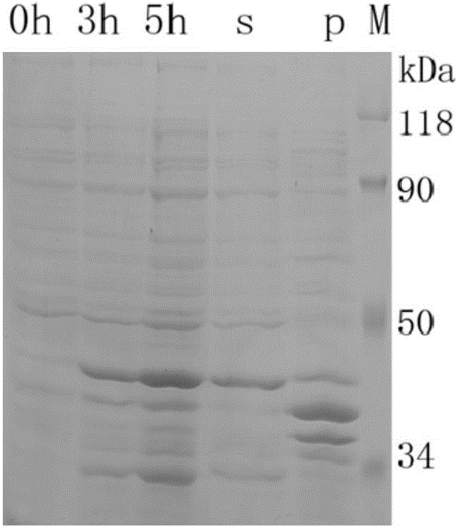 Anti-white spot syndrome virus (WSSV) autophagy associated gene Cq-Atg8 and preparation method and application thereof