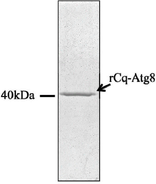 Anti-white spot syndrome virus (WSSV) autophagy associated gene Cq-Atg8 and preparation method and application thereof