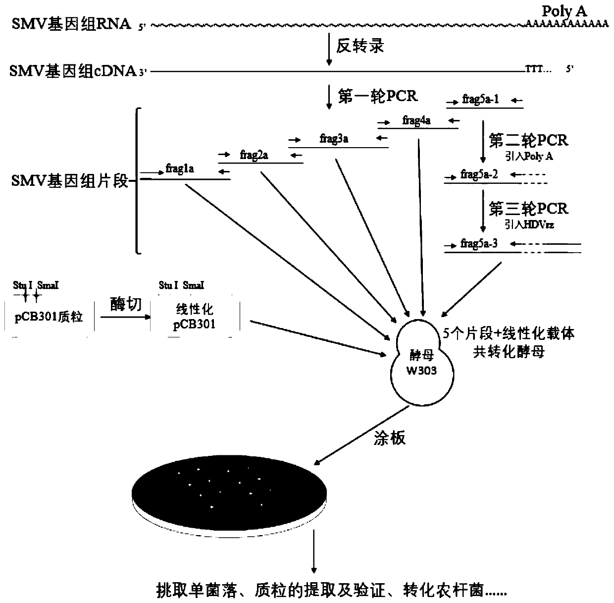 Soybean mosaic virus infectious clone vector capable of infecting tobacco, agrobacterium strain and application of vector and agrobacterium strain