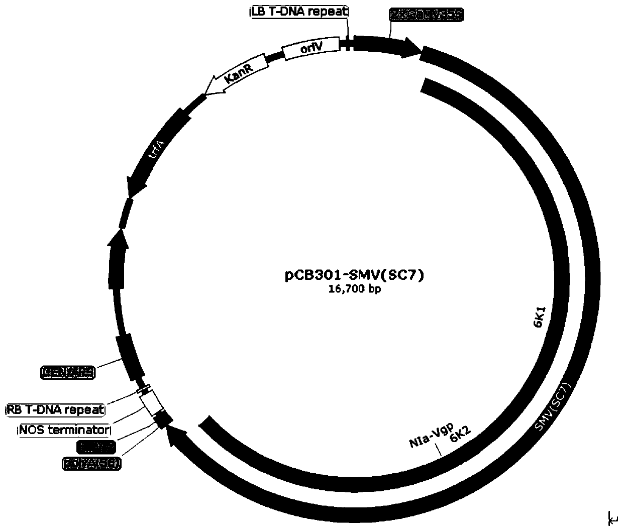 Soybean mosaic virus infectious clone vector capable of infecting tobacco, agrobacterium strain and application of vector and agrobacterium strain