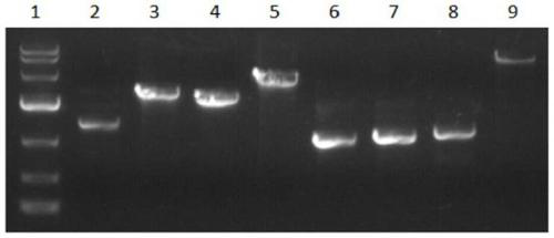 Soybean mosaic virus infectious clone vector capable of infecting tobacco, agrobacterium strain and application of vector and agrobacterium strain