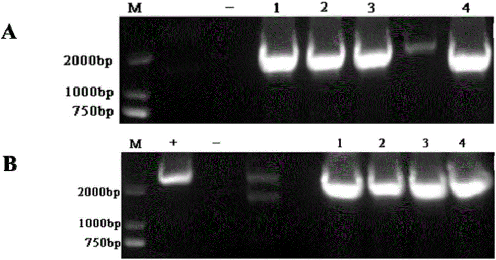 Antibiotic lysobacter spp gene knockout system as well as construction method and application thereof