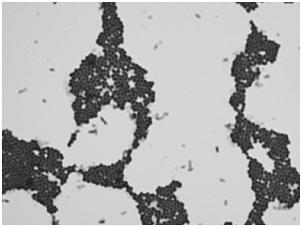 Leuconostoc mesenteroides and application thereof