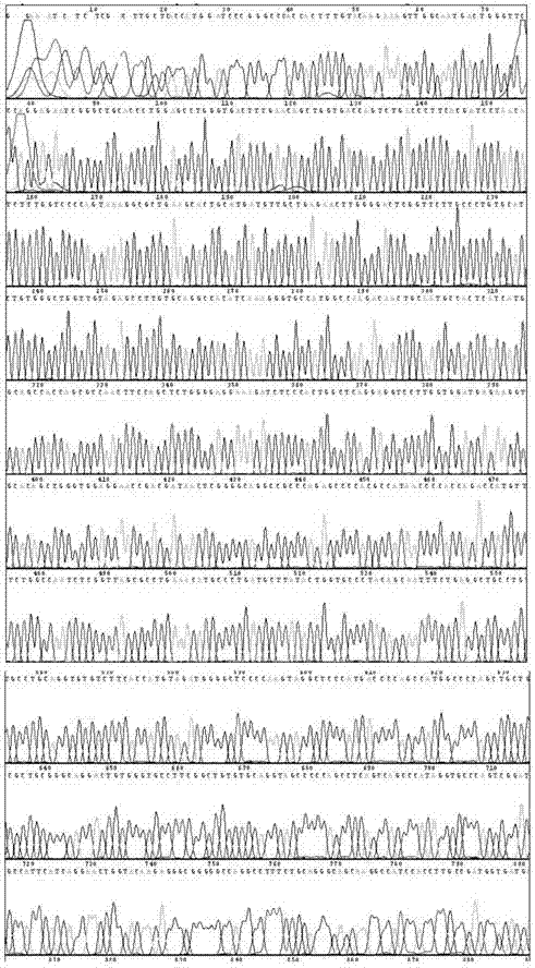 Method for high-throughput amplifying plasmid for sequencing