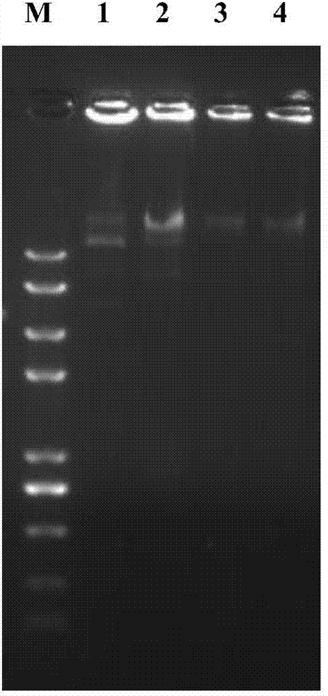 Method for high-throughput amplifying plasmid for sequencing