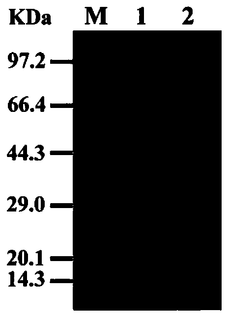 Application of dicamba intermediate product 3,6-dichlorogentisate dechlorinase dsmh2 and its coding gene