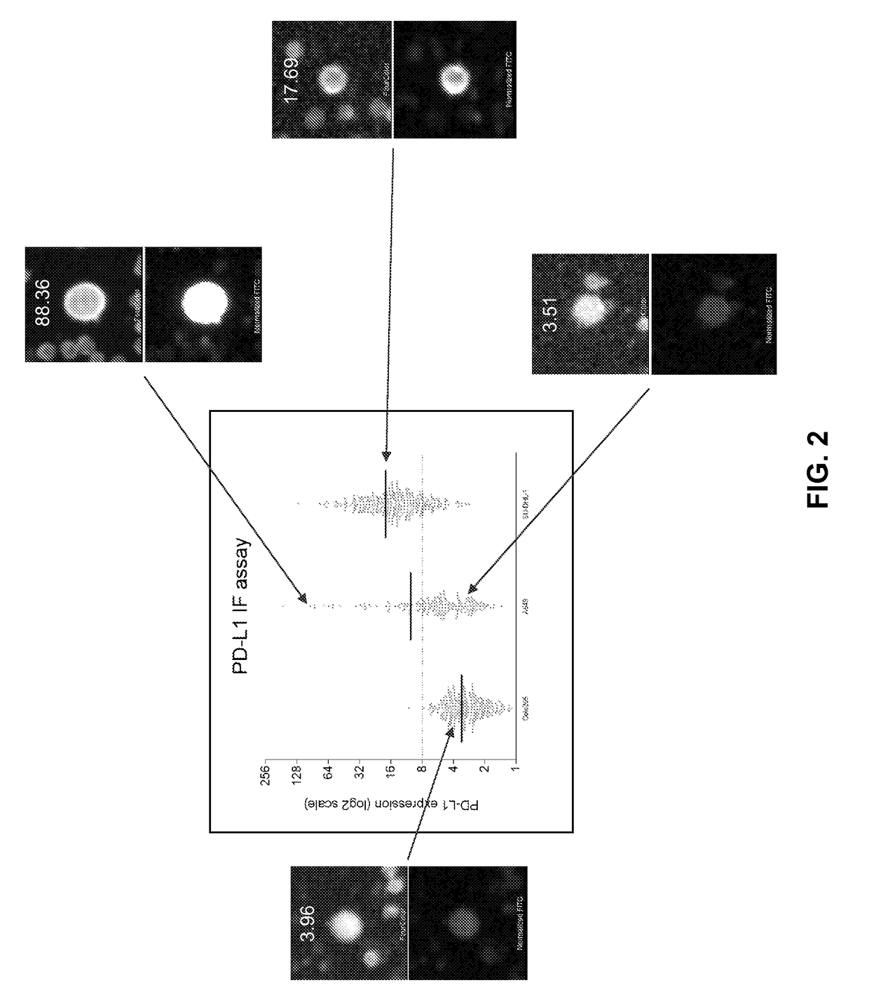 Circulating tumor cell diagnostics for therapy targeting pd-l1