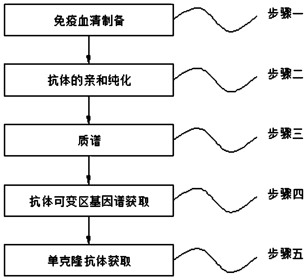 Rabbit monoclonal antibody preparation method