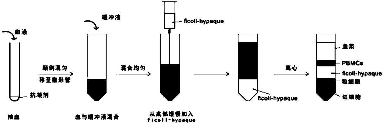 Peripheral blood mononuclear cell separation tube and preparation method thereof