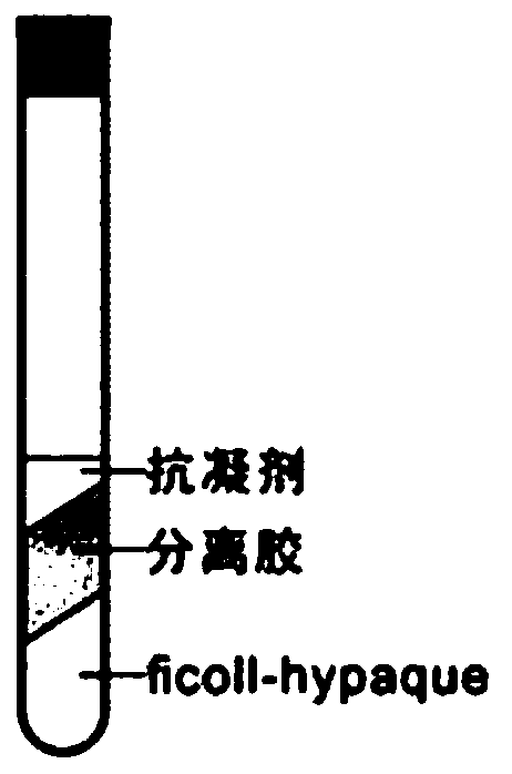 Peripheral blood mononuclear cell separation tube and preparation method thereof