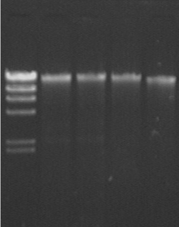 Method for extracting bacterium genomic DNA by using magnetic nanoparticles