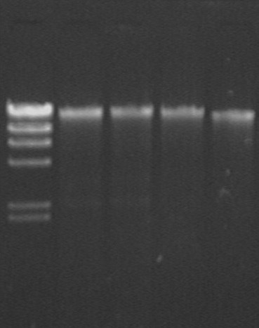 Method for extracting bacterium genomic DNA by using magnetic nanoparticles