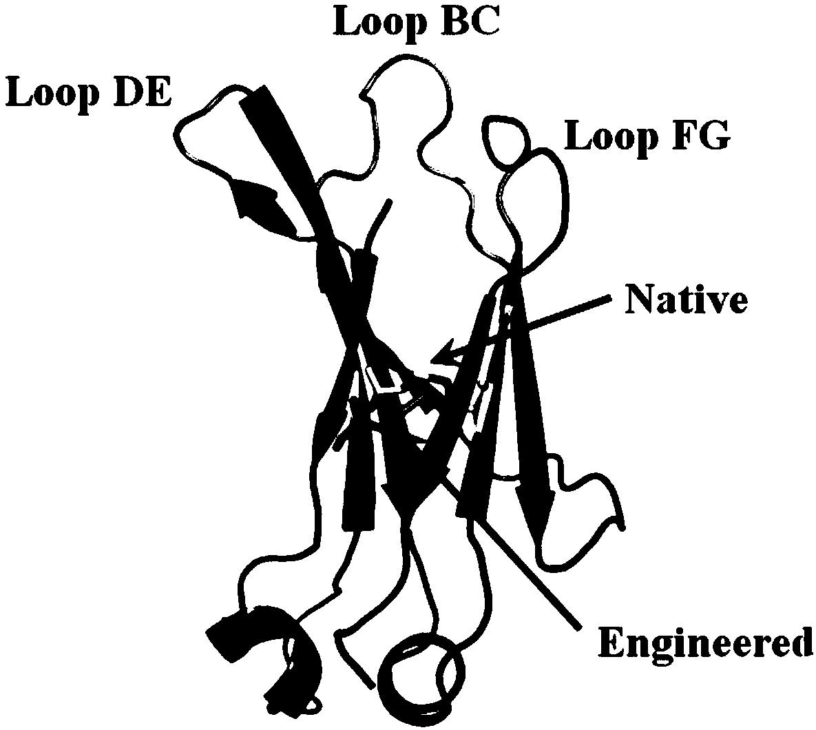 High-affinity C-type single domain antibody of targeting mesothelin as well as preparation method and application thereof