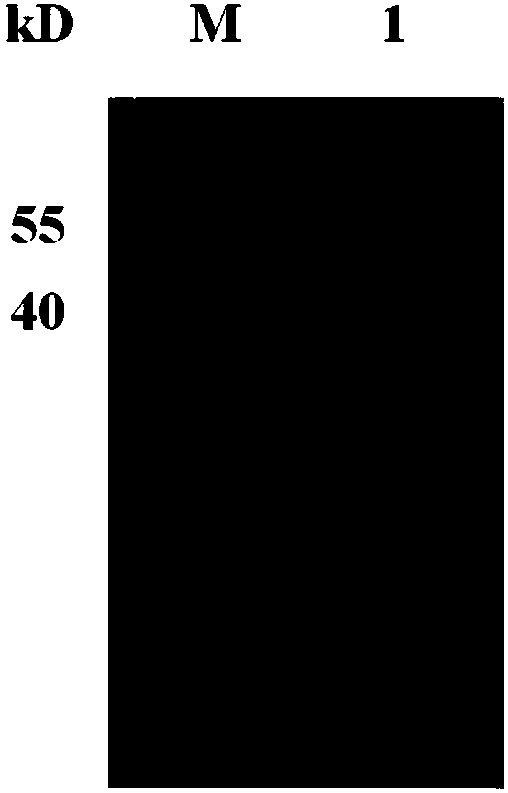 High-affinity C-type single domain antibody of targeting mesothelin as well as preparation method and application thereof