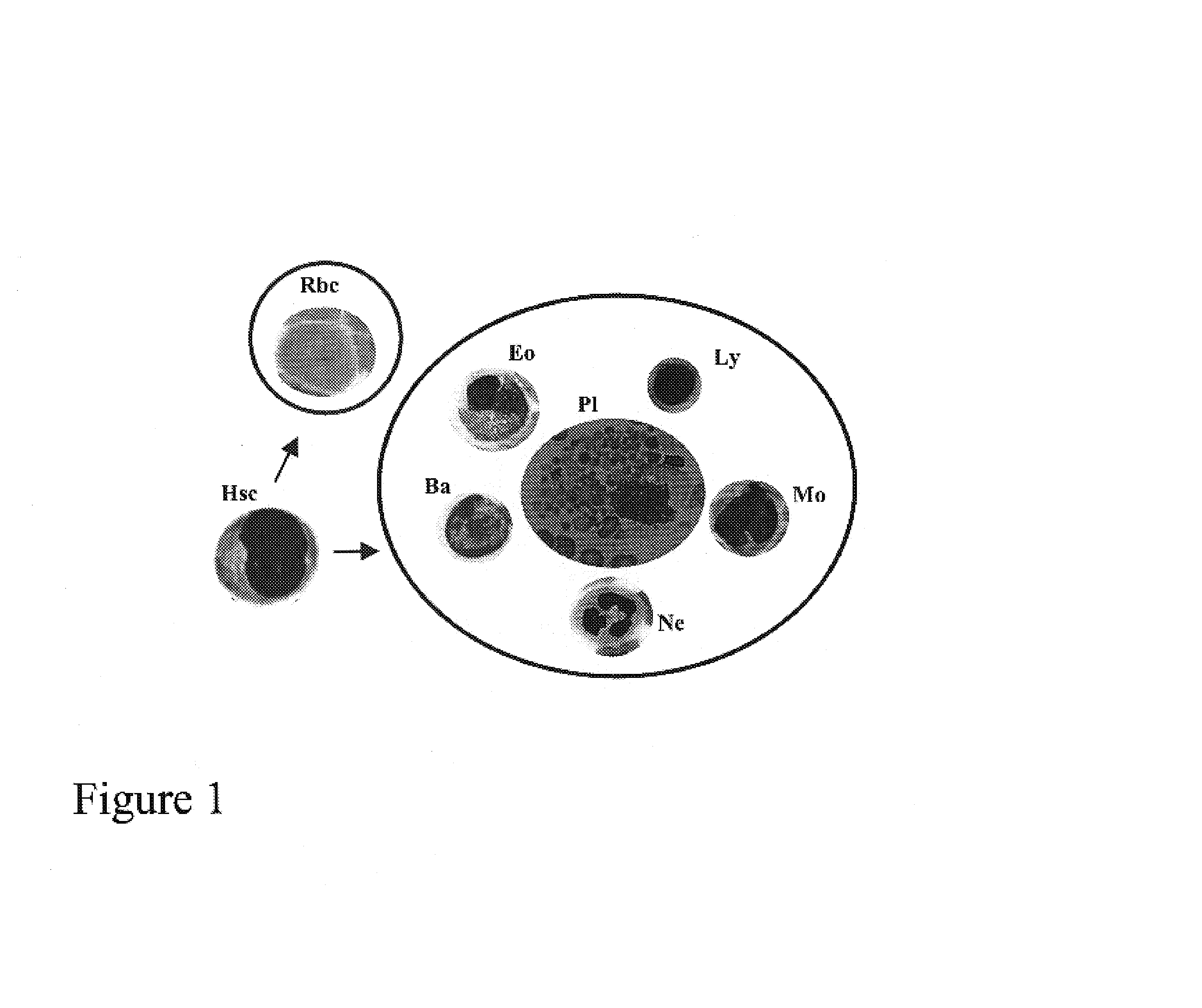 Method of preparing an undifferentiated cell