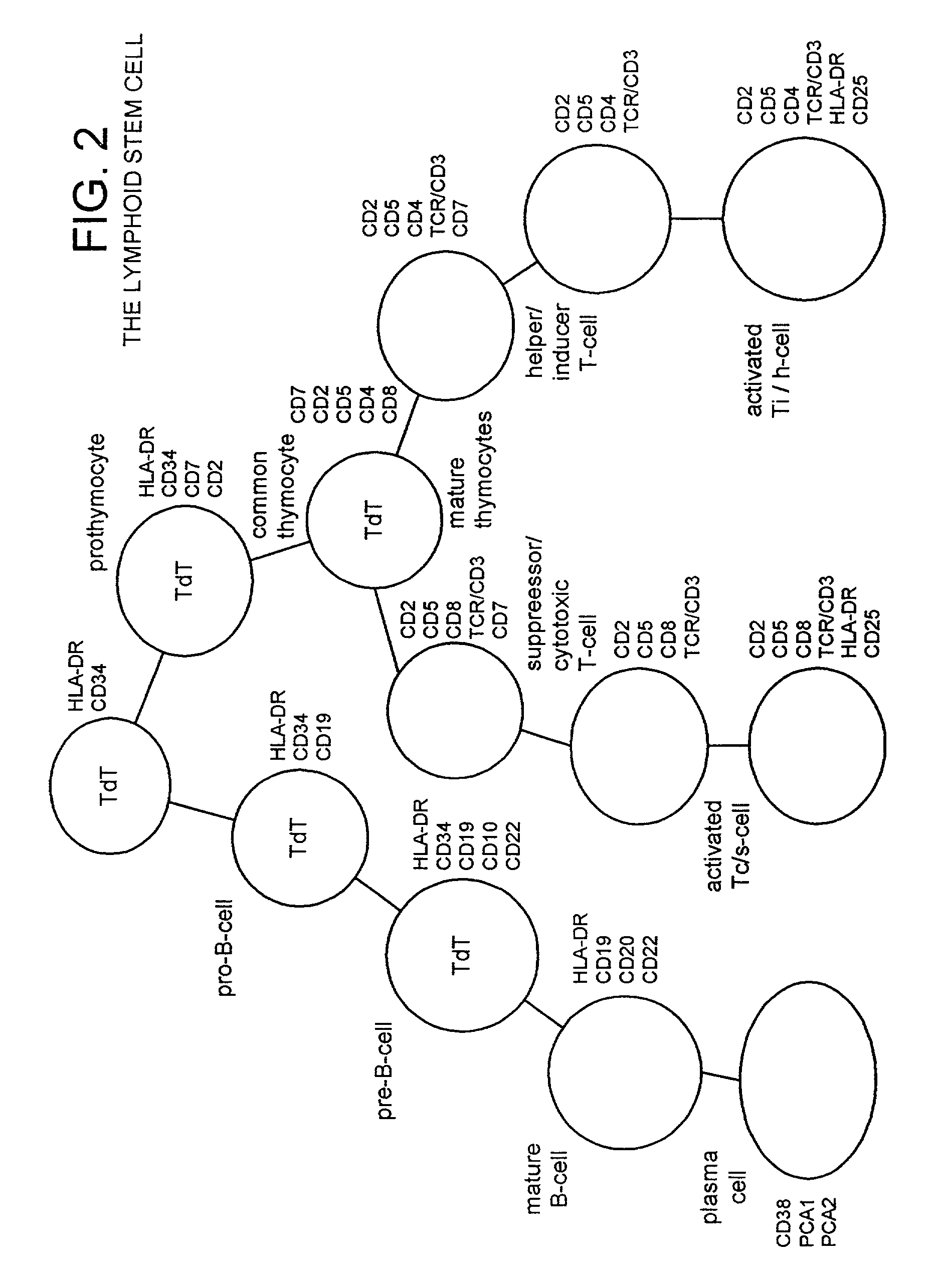 Method of preparing an undifferentiated cell