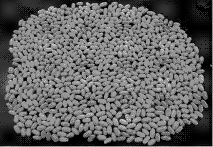 Computer classification method for color of natural green silkworm cocoons