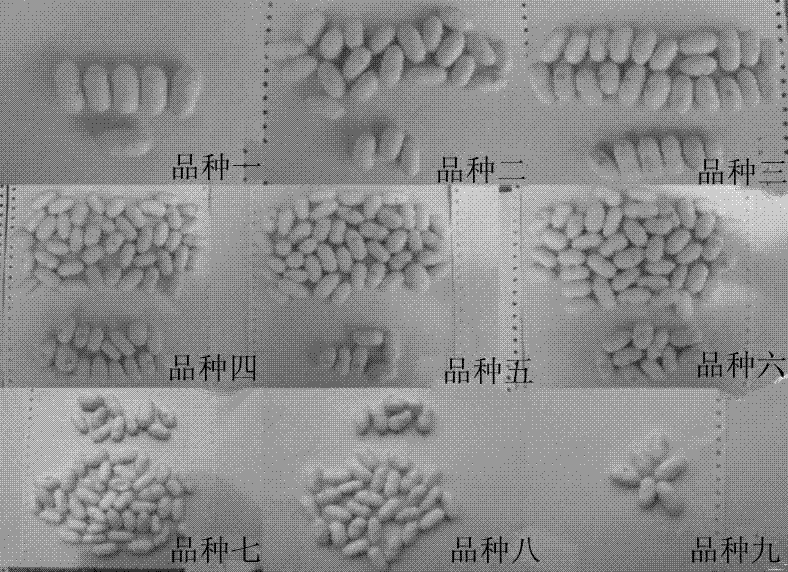 Computer classification method for color of natural green silkworm cocoons