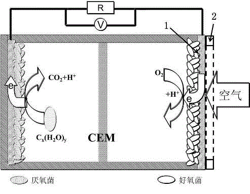 Microbial fuel battery with air-breathable biological cathode