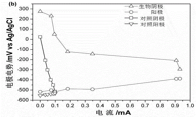 Microbial fuel battery with air-breathable biological cathode