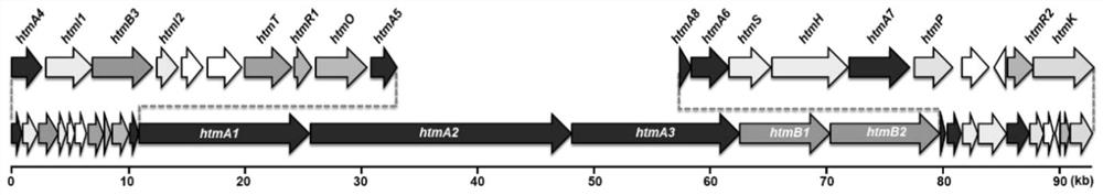 Hangtaimycin biosynthetic gene cluster and its application